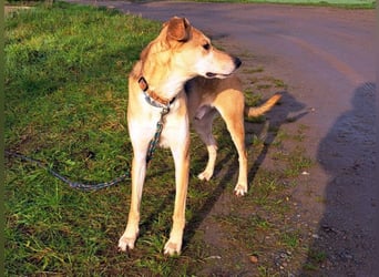 Mischlingsrüde "Figo" sucht Erfahrene Hundehalter