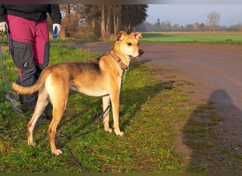 Mischlingsrüde "Figo" sucht Erfahrene Hundehalter