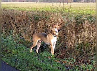 Mischlingsrüde "Figo" sucht Erfahrene Hundehalter