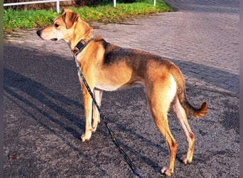 Mischlingsrüde "Figo" sucht Erfahrene Hundehalter