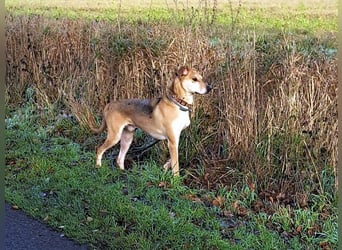 Mischlingsrüde "Figo" sucht Erfahrene Hundehalter