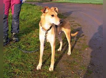 Mischlingsrüde "Figo" sucht Erfahrene Hundehalter