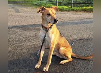 Mischlingsrüde "Figo" sucht Erfahrene Hundehalter