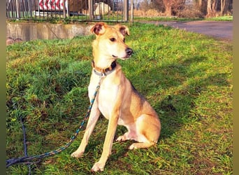 Mischlingsrüde "Figo" sucht Erfahrene Hundehalter