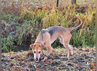 Mischlingsrüde "Figo" sucht Erfahrene Hundehalter