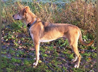 Mischlingsrüde "Figo" sucht Erfahrene Hundehalter