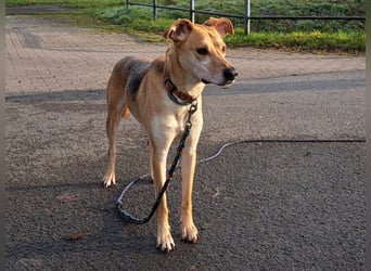 Mischlingsrüde "Figo" sucht Erfahrene Hundehalter