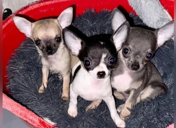 Chihuahua  Hündin – geimpft, entwurmt, gechipt, mit EU-Heimtierausweis