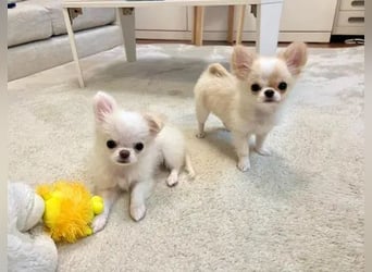 Chihuahua  Hündin – geimpft, entwurmt, gechipt, mit EU-Heimtierausweis