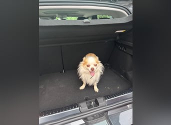 Chihuahua 9 Jahre Rüde intakt sucht neues zu Hause