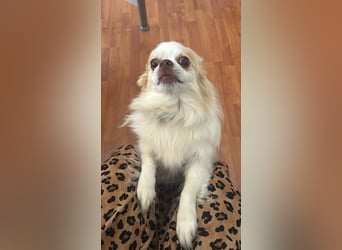 Chihuahua 9 Jahre Rüde intakt sucht neues zu Hause
