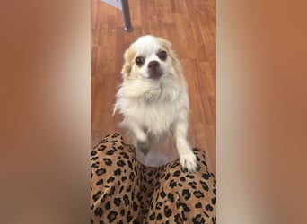 Chihuahua 9 Jahre Rüde intakt sucht neues zu Hause