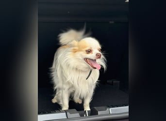 Chihuahua 9 Jahre Rüde intakt sucht neues zu Hause
