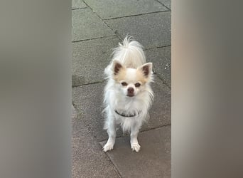 Chihuahua 9 Jahre Rüde intakt sucht neues zu Hause