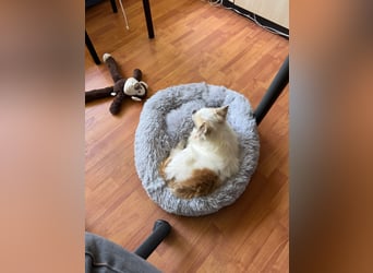 Chihuahua 9 Jahre Rüde intakt sucht neues zu Hause