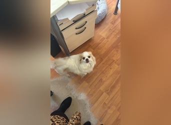Chihuahua 9 Jahre Rüde intakt sucht neues zu Hause