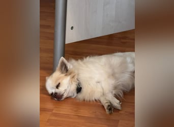 Chihuahua 9 Jahre Rüde intakt sucht neues zu Hause