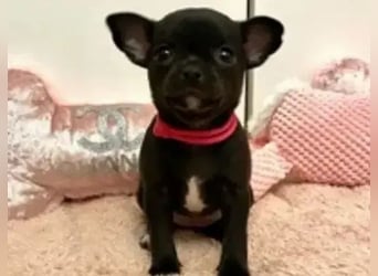 Chihuahua  Hündin – geimpft, entwurmt, gechipt, mit EU-Heimtierausweis