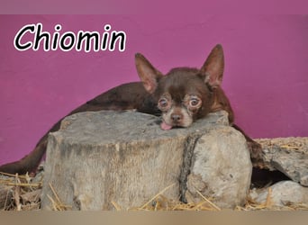 Möchtest du Chiomin zeigen, dass auch für ihn noch ein schönes Kapitel beginnen kann?