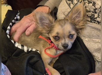 Klein Tommy - liebt Kuscheln und Streicheleinheiten - Tierhilfe Franken e.V.