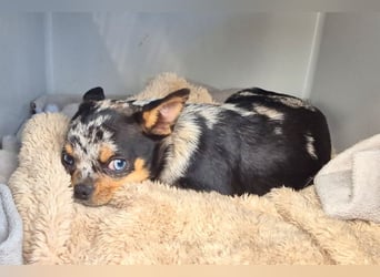 Little Tim - einfach goldig - Tierhilfe Franken e.V.