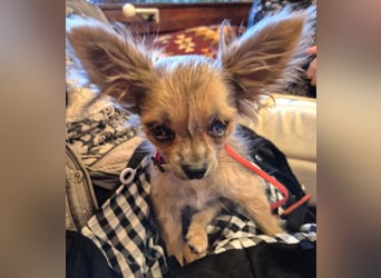 Klein Tommy - liebt Kuscheln und Streicheleinheiten - Tierhilfe Franken e.V.