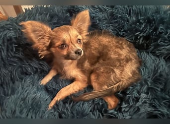 Klein Tommy - liebt Kuscheln und Streicheleinheiten - Tierhilfe Franken e.V.