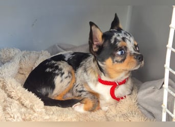 Little Tim - einfach goldig - Tierhilfe Franken e.V.