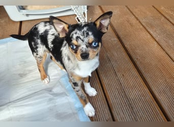 Little Tim - einfach goldig - Tierhilfe Franken e.V.