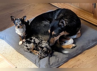 Little Resi - einfach herzallerliebst - Tierhilfe Franken e.V.