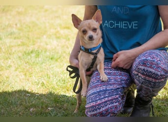 Madita - liebt Kuscheln und Spielen - Tierhilfe Franken e.V.
