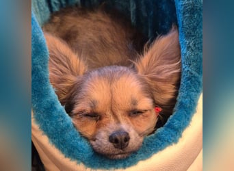 Klein Tommy - liebt Kuscheln und Streicheleinheiten - Tierhilfe Franken e.V.