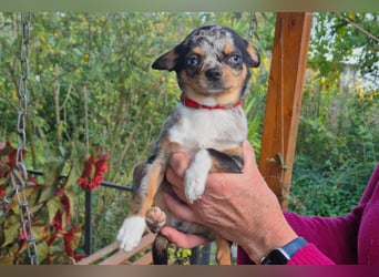 Little Tim - einfach goldig - Tierhilfe Franken e.V.