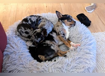 Little Tim - einfach goldig - Tierhilfe Franken e.V.