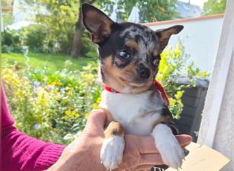 Little Tim - einfach goldig - Tierhilfe Franken e.V.