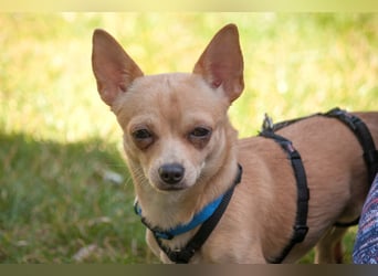 Madita - liebt Kuscheln und Spielen - Tierhilfe Franken e.V.