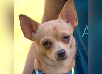 Madita - liebt Kuscheln und Spielen - Tierhilfe Franken e.V.