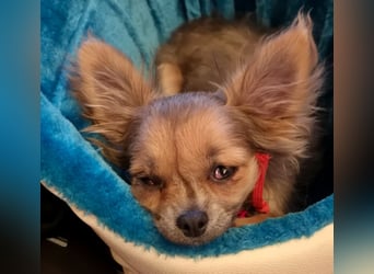 Klein Tommy - liebt Kuscheln und Streicheleinheiten - Tierhilfe Franken e.V.
