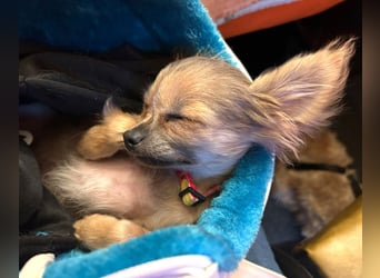 Klein Tommy - liebt Kuscheln und Streicheleinheiten - Tierhilfe Franken e.V.