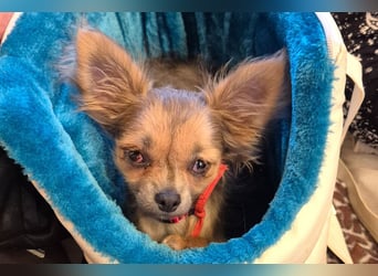 Klein Tommy - liebt Kuscheln und Streicheleinheiten - Tierhilfe Franken e.V.