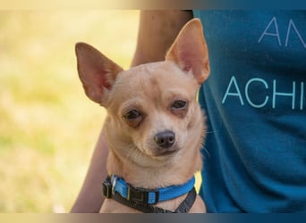 Madita - liebt Kuscheln und Spielen - Tierhilfe Franken e.V.