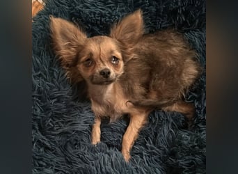Klein Tommy - liebt Kuscheln und Streicheleinheiten - Tierhilfe Franken e.V.