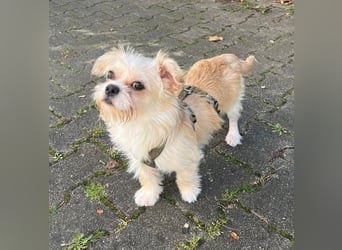 Poppy
