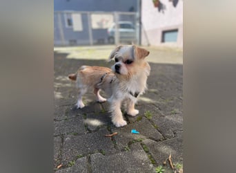 Poppy
