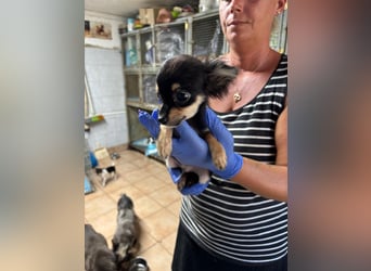 Süßer Chihuahua-Bursche sucht sein Zuhause fürs Leben 
