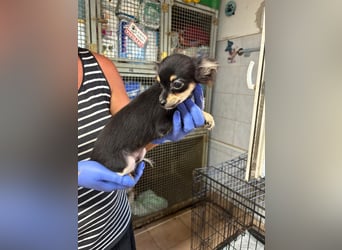 Süßer Chihuahua-Bursche sucht sein Zuhause fürs Leben 