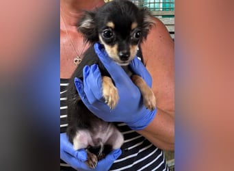 Süßer Chihuahua-Bursche sucht sein Zuhause fürs Leben 
