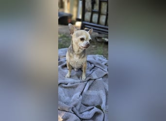 Der charmante Niko-Be sucht sein neues Körbchen