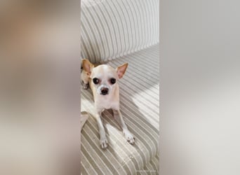Chihuahua Pärchen sucht liebevollen Platz