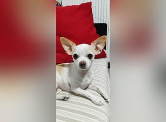 Chihuahua Mädchen Luna sucht liebevollen Platz